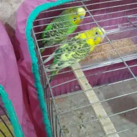 کوت عبدالله مرغ عشق