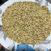 عدس محلی کیلو ۲۴۰ تمیز بدون آشغال و سنگ ریزه