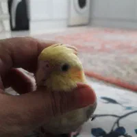 جوجه عروس هلندی