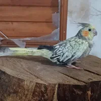 طوطی عروس  فول رام عاشق آزادبودن مناسب بچه ها