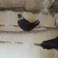 کبوتر