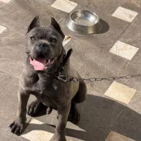 توله ۵ماهه کن کورسو