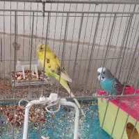 مرغ عشق آبی نر