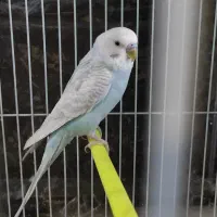 مرغ عشق نر