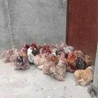 تخم نطفه دار کوشین ردمتلد وارداتی