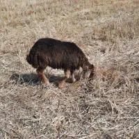 بره ماده ۹ملیون