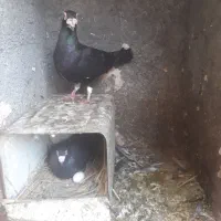 فروش یکجفت کبوترزاغ بایک نرسرخ کاکل میخی