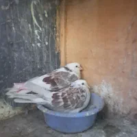 کبوتر تهرانی