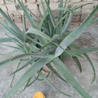 گل آلوورا و ماشین شارژی وکمد بچه