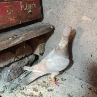 کفتر هفرنگ