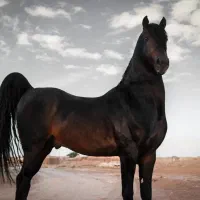 اسب و مادیون سواری دار