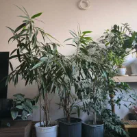 دو‌عدد امستل. یک عدد بنجامین سبز. یک عدد مانسترا