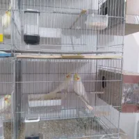 عروس هلندی|پرنده|محمدیه-قزوین, |دیوار