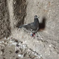 گوره