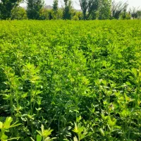 یونجه بیده شده دستی