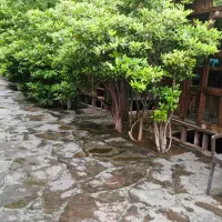 ویتر و قلیان زن