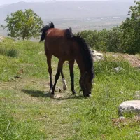 کره نریان 21 ماهه