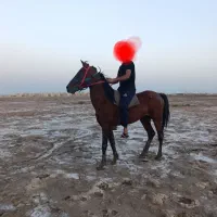 اسب|اسب و تجهیزات اسب‌سواری|اهواز, ۲۴ متری|دیوار