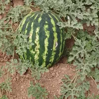 هندوانه درجه یک یک