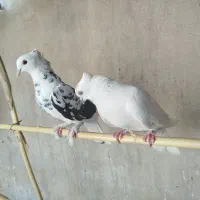 پنجاه عدد کفتر پرشی تضمینی