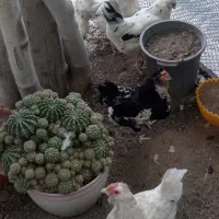 مرغ گلین