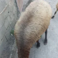 گوسفند شیشک