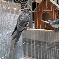 یک جفت عروس هلندی ویک ماده
