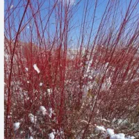 نهال بید مرجان ،درخت بید قرمز ، گلخانه نهالستان