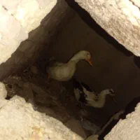 ۲ عدد اردک نر و ماده