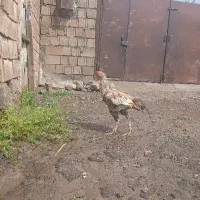 خروس لاری