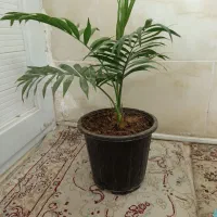 گل طبیعی|گل و گیاه طبیعی|هشتگرد, هشتگرد قدیم|دیوار