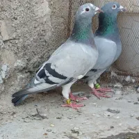 پرنده کبوتر مسابقات پلاکی