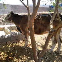 حیوانات