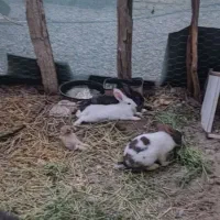 خرگوش