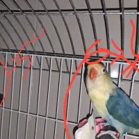 کوتوله برزیلی نژاد خاص حلقه پا