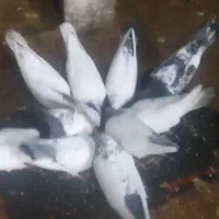 کبوترکله دم