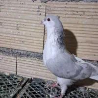 نیم چپ سوزنی
