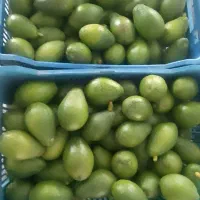 فروش اووکادو