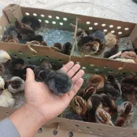 جوجه جهادی گلپایگانی
