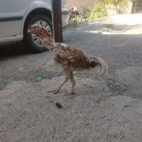 خروس لاری اصیل