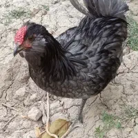 تخم نطفه دار گلین طوسی و مشکی