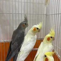 عروس هلندی خونگی