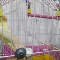 عروس هلندی