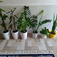 فروش گل آپارتمانی