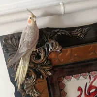 عروس هلندی