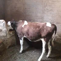 سیمینتال شرابی ماده اصل