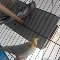 عروس هلندی مولد