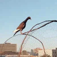 سرخ پر سفید