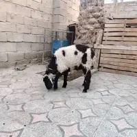 بره و بز غاله