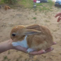 خرگوش نروماده ب فروش میرسد